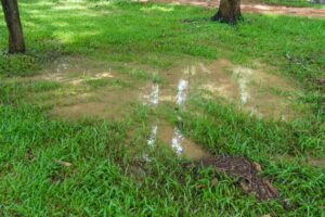 water-accumulating-on-lawn